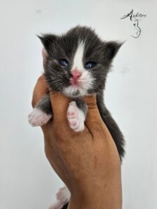 Tiny gray and white kitten with blue eyes held up by a hand against a light background.