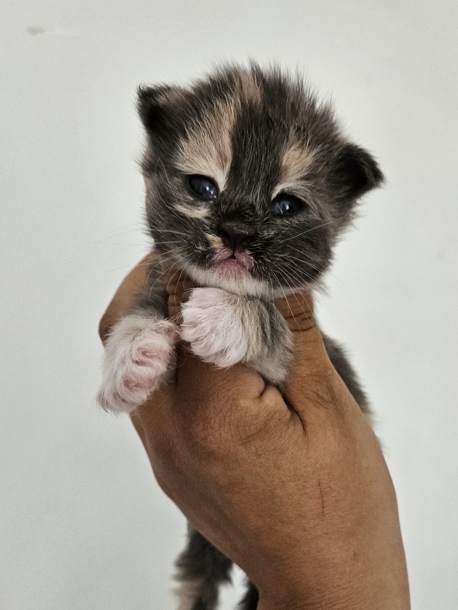 Tiny fluffy calico kitten held up in a hand, facing the camera with blue eyes against a plain background.
