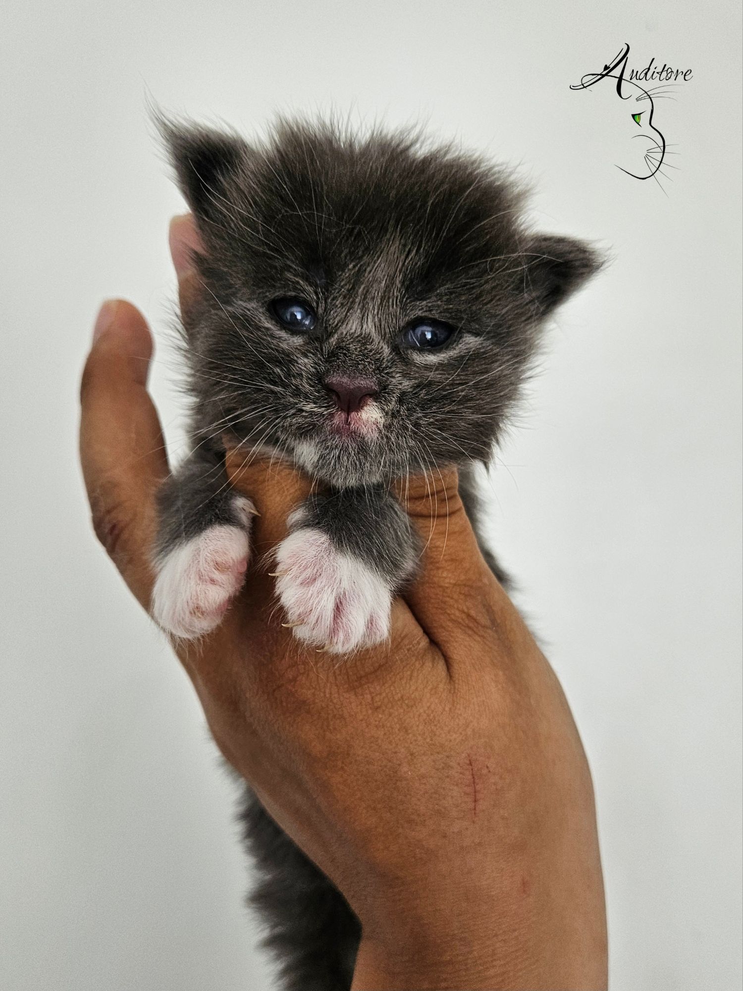 Tiny gray kitten held up in a person's hands against a pale background, with a decorative Auditore logo in the top-right corner.