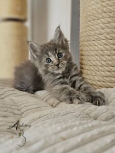 Gray fluffy kitten with blue eyes lounging on a beige striped couch beside a rope-wrapped scratching post.