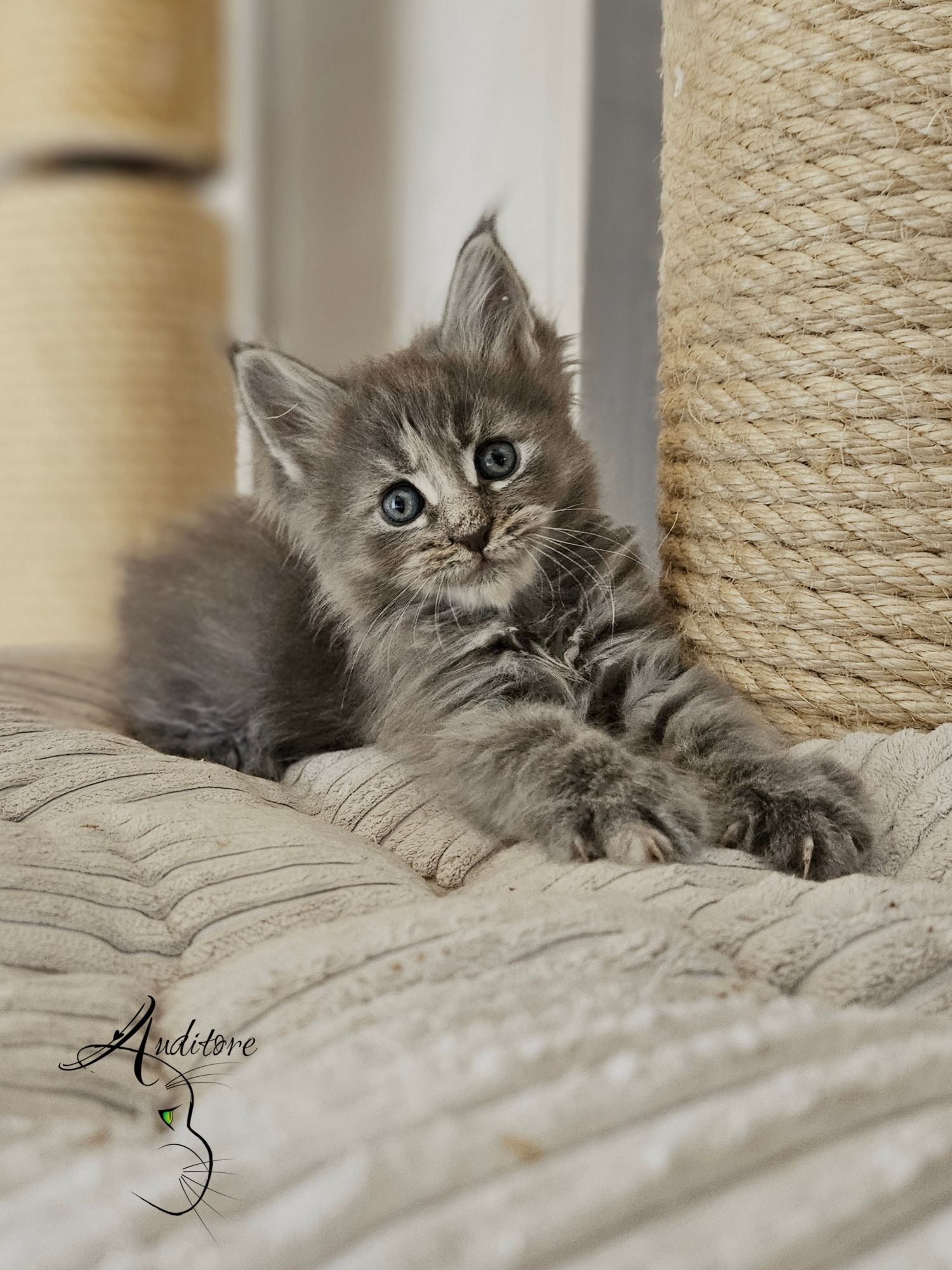 Gray fluffy kitten with blue eyes lounging on a beige striped couch beside a rope-wrapped scratching post.