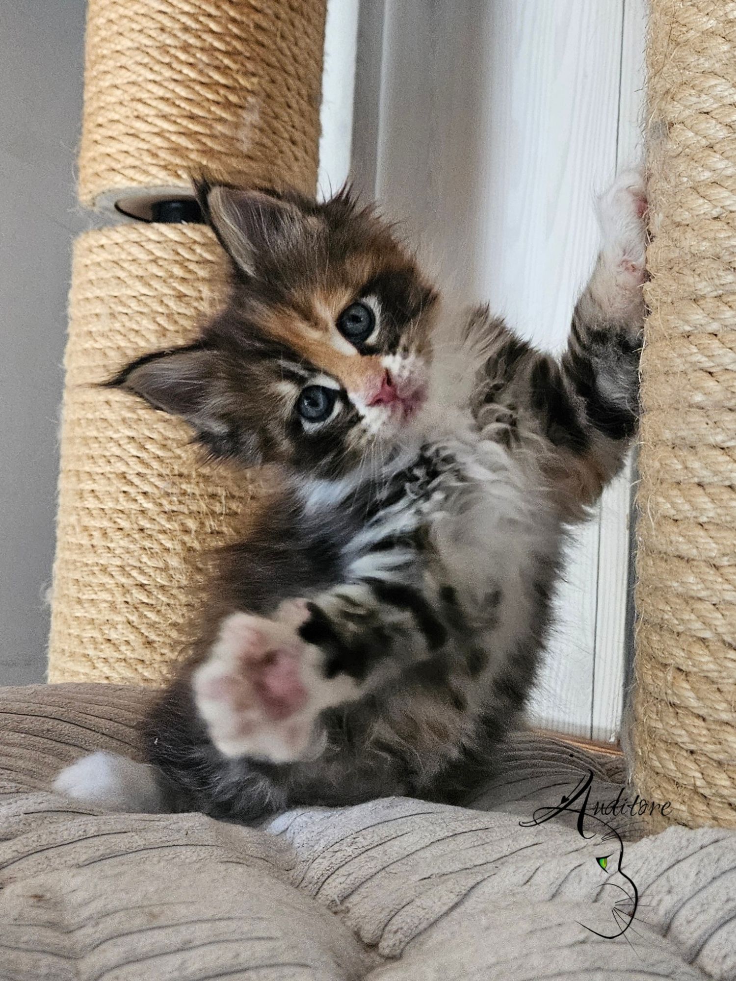 Fluffy kitten with blue eyes gripping a beige sisal scratching post on a cat tree, looking at the camera.