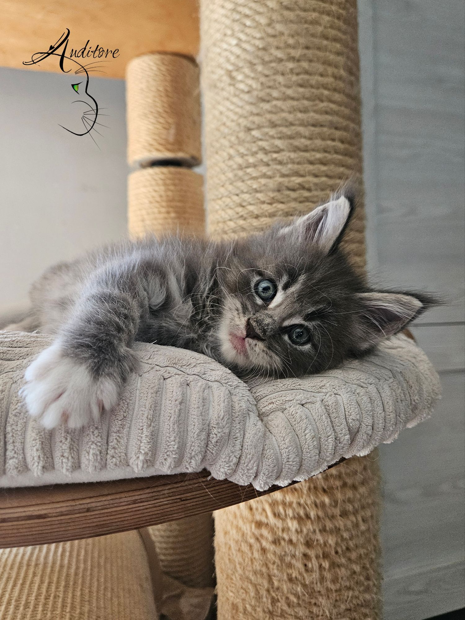 Gray kitten lounging on a beige carpeted cat tree, looking at the camera with blue eyes.