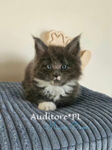 Black fluffy kitten with blue eyes sits on a gray striped couch, facing the camera (watermark reads 'Auditore*PL Maine Coon').