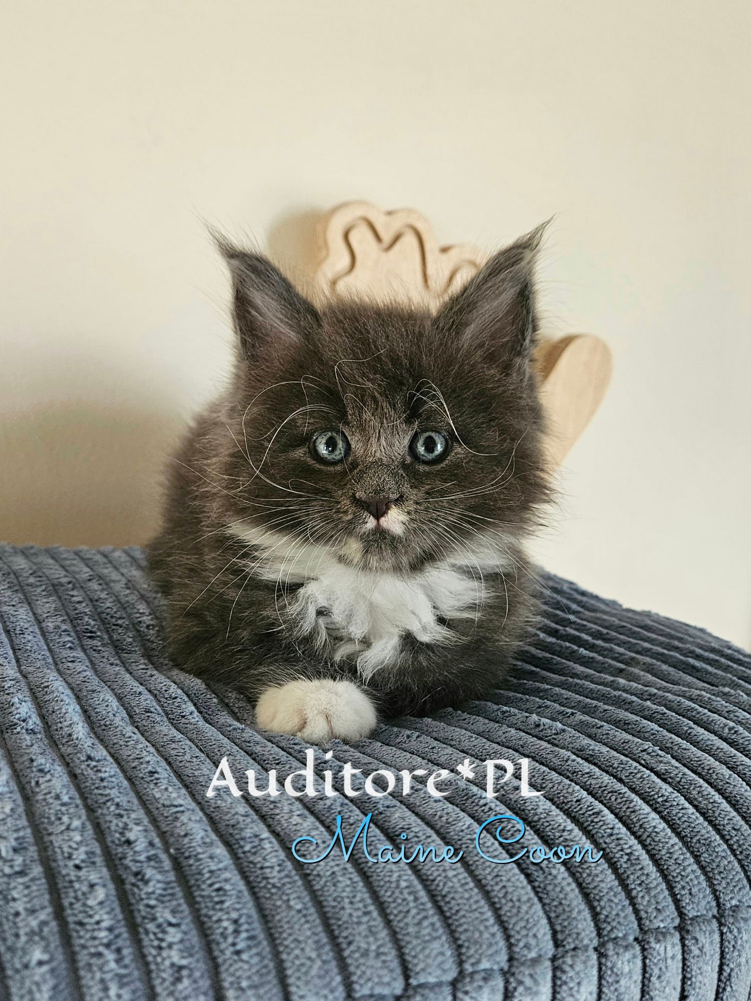 Black fluffy kitten with blue eyes sits on a gray striped couch, facing the camera (watermark reads 'Auditore*PL Maine Coon').