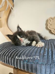 Young black-and-white Maine Coon kitten lying on a blue striped cushion of a wooden cat tree, looking at the camera
