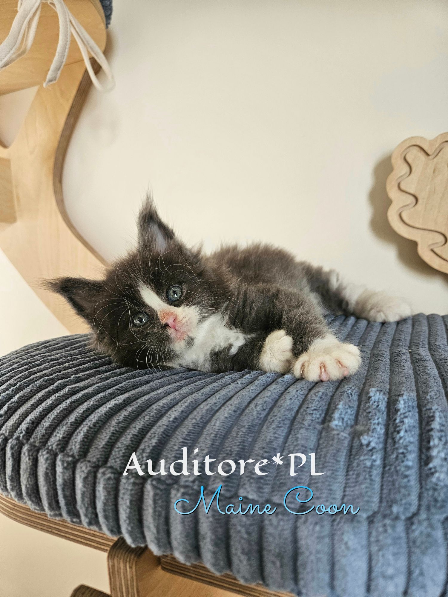 Young black-and-white Maine Coon kitten lying on a blue striped cushion of a wooden cat tree, looking at the camera