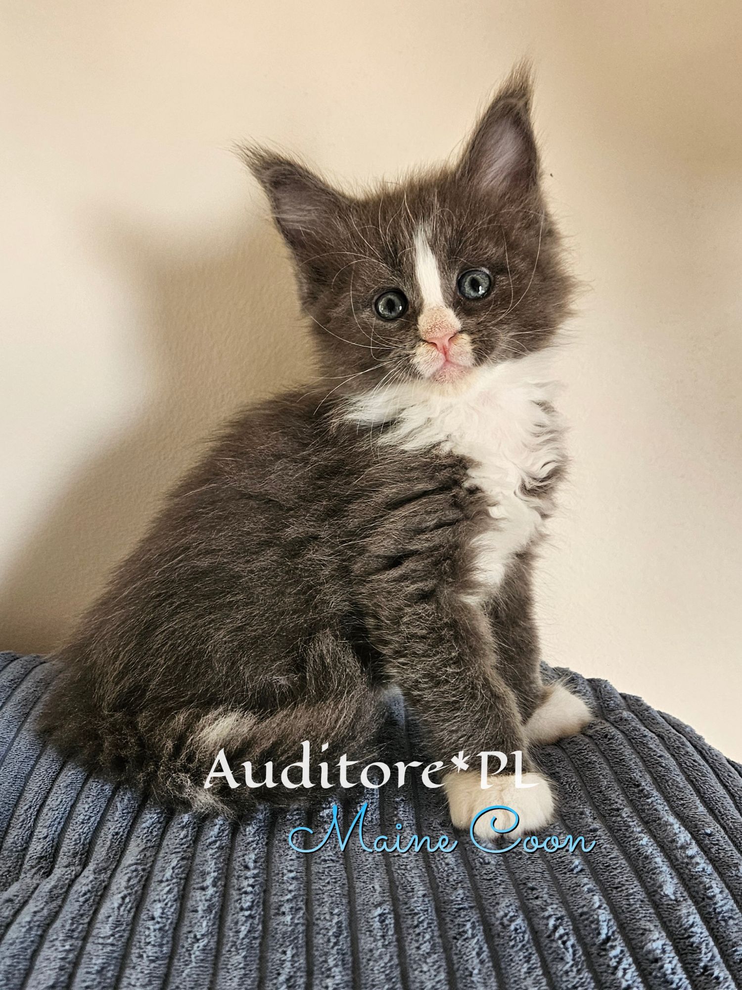 Cute gray and white kitten with blue eyes looking at the camera, perched on a striped gray sweater.