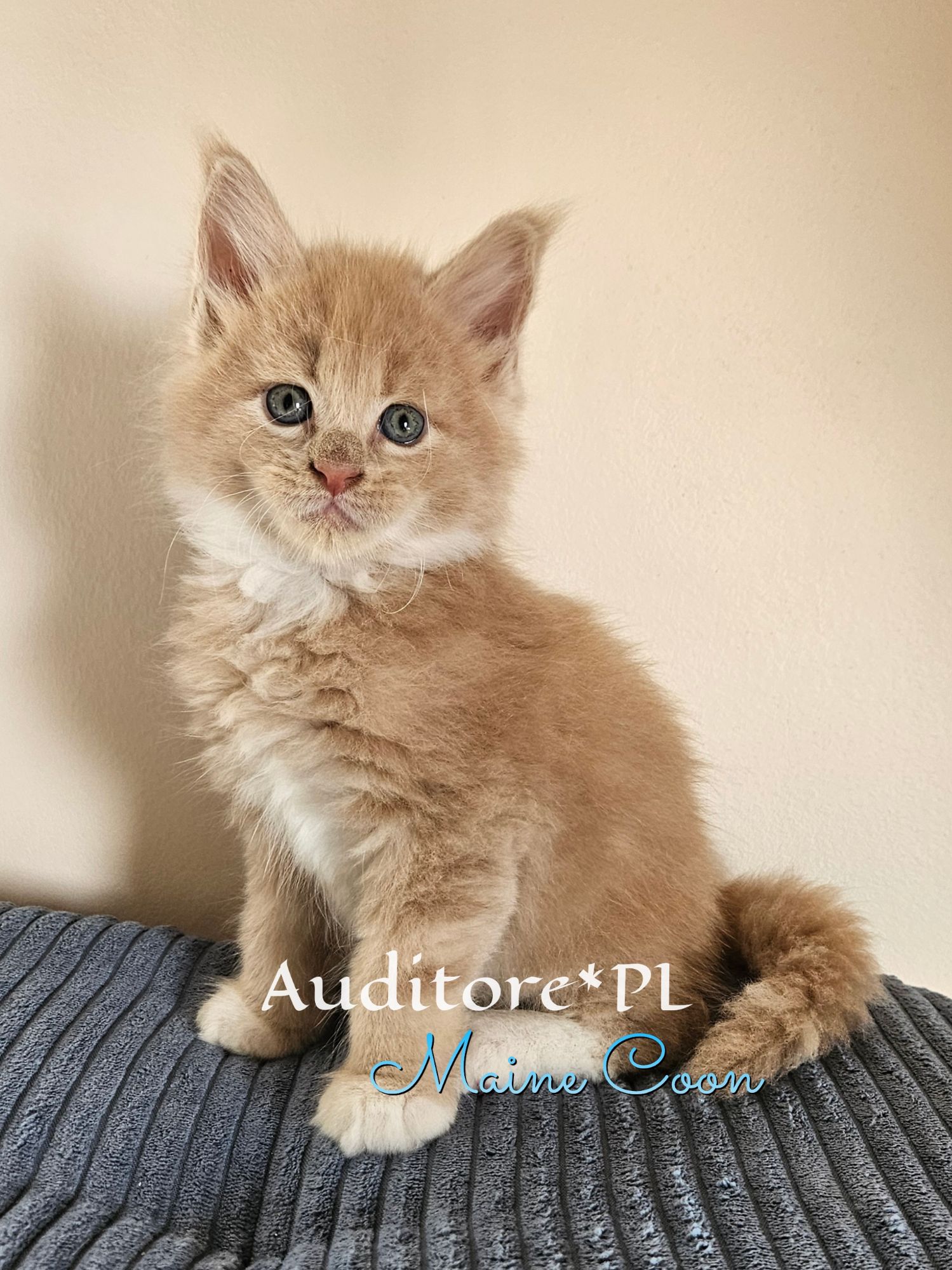 Orange fluffy kitten with blue eyes sitting on a gray striped couch, facing the camera against a beige wall. Text at bottom reads 'Maine Coon' (branding).