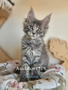 Curious gray Maine Coon kitten sitting upright on a floral blanket, looking at the camera.