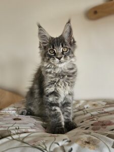 Adorable gray tabby kitten sitting upright on a floral quilt, gazing at the camera with wide amber eyes.