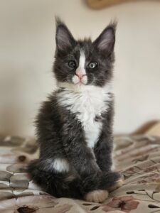 Tuxedo kitten with black fur and white chest sits upright on a floral blanket, looking at the camera.