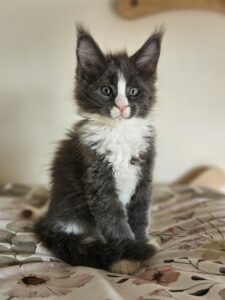 Young black and white kitten sitting upright on a floral blanket, looking at the camera with bright green eyes.