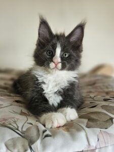 Adorable black-and-white kitten sits on a floral blanket, looking at the camera.