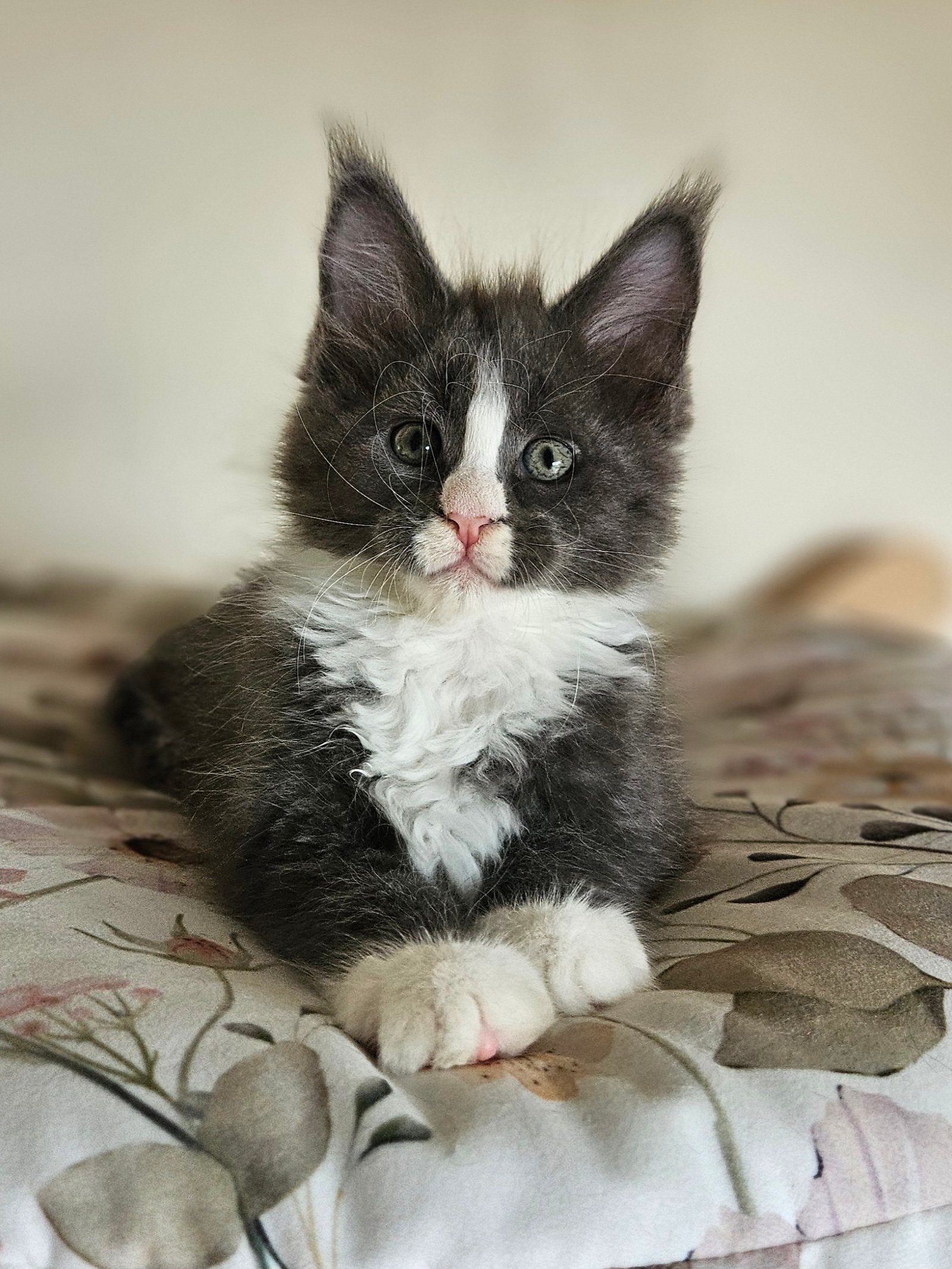 Adorable black-and-white kitten sits on a floral blanket, looking at the camera.