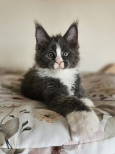 Adorable black-and-white kitten with a white blaze on its face sits on a floral blanket, looking at the camera.