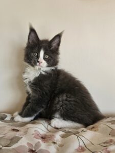 Fluffy black and white kitten with a white face and chest sitting on a floral blanket, looking upward.
