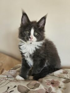 Black and white kitten with green eyes sitting on a floral blanket indoors.