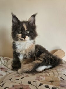 Fluffy calico kitten with green eyes sitting on a floral blanket cushion.
