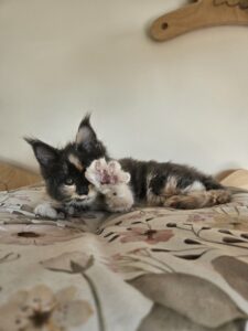 Calico kitten lying on a floral bedspread, one paw raised toward the camera.