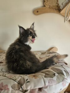 Fluffy tortoiseshell kitten sitting on a floral cushion, licking its lips and looking upward.