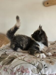 Fluffy black-and-white kitten lying on a floral bedspread with paws tucked in and one paw raised playfully in the air.