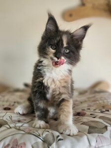 Calico kitten sitting on a floral blanket with tongue out in a playful expression.