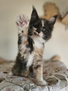 Playful calico kitten with one paw raised, looking at the camera on a floral blanket.