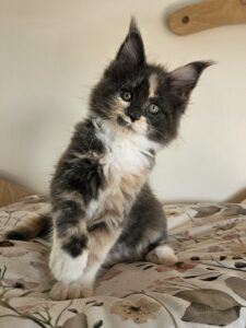Curious fluffy calico kitten with green eyes sitting on a floral bedspread indoors.