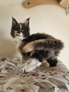Fluffy calico kitten with orange, black, and white fur sits on a floral bedspread, looking toward the camera with wide eyes.