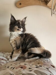 Fluffy calico kitten perched on a floral bedspread, looking upward to the left.