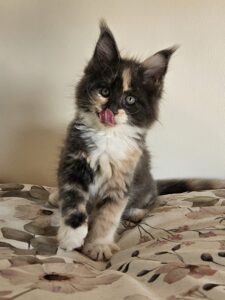 Calico kitten sitting on a floral bedspread, licking its lips with one paw forward and big gaze.