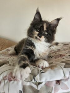 Calico kitten with black, orange, and white fur relaxing on a floral bedspread, looking at the camera.