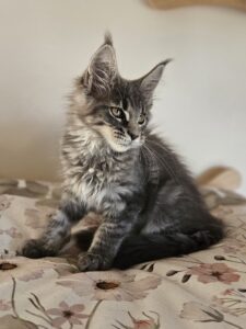 Fluffy gray kitten sitting on a floral blanket, looking to the side with large ears and long whiskers.