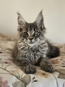 A gray tabby kitten with big eyes sits on a floral blanket, facing the camera.