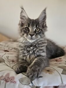 Gray kitten with big eyes sits on a floral bedspread, looking at the camera.