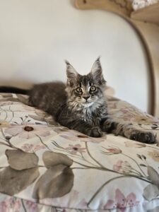 Young gray kitten with fluffy fur lounging on a floral bedspread, looking at the camera.