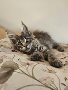 Gray tabby kitten lying on a floral bedsheet, gazing at the camera with wide amber eyes.