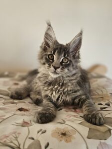 Grey tabby kitten with large amber eyes lying on a cream floral blanket, looking at the camera.