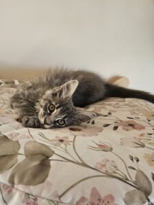 Gray tabby kitten lying on a floral bedspread, looking at the camera with wide amber eyes