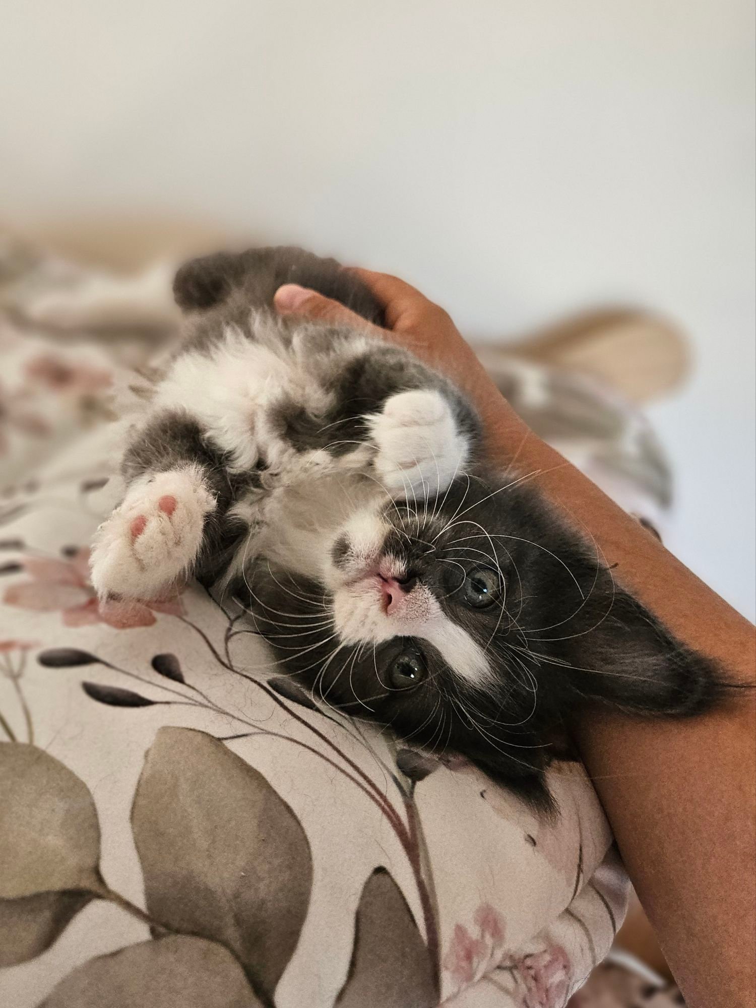 A black-and-white kitten held upside down in a person’s hand, showing white paws and whiskers on a floral pillow.