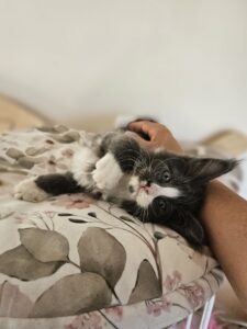 A black-and-white kitten being gently held upside down against a floral blanket, with a person’s hand supporting its head.