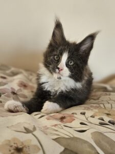 Black-and-white kitten sitting on a floral bedspread, looking at the camera with curious eyes.