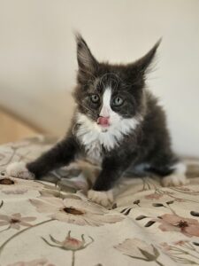 Curious black-and-white kitten with a white blaze on its face sits on a floral blanket, tongue slightly out as it looks at the camera.