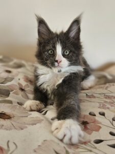 Curious black-and-white kitten with green eyes on a floral blanket, facing the camera.