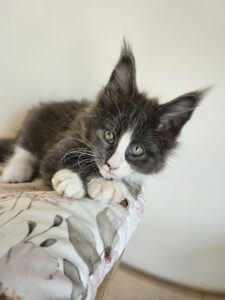 Curious black-and-white kitten with green eyes perched on a patterned blanket, looking up at the camera.