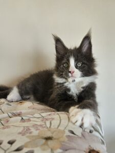 Playful black-and-white kitten with white nose and chest resting on a floral blanket, looking at the camera with green eyes.