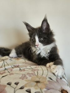 Playful black-and-white kitten lounging on a floral blanket, facing the camera with green eyes.