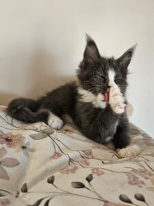 Black-and-white kitten grooming its paw on a floral blanket.