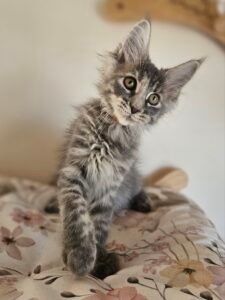 Gray tabby kitten with big green eyes looking up, perched on a floral blanket.